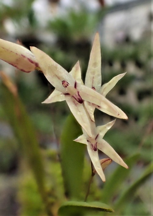 orchid-a-day:  Anathallis eugenii Syn.: Pleurothallis eugenii; Specklinia eugeniiDecember 3, 2020 
