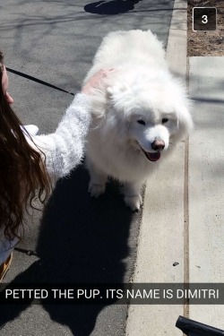 savkobresia:  THIS DOG. let me just tell you all about this dog.  His name is big fluff and he walks around my university campus sometimes and everybody loves him. He’s like, a God of the old world or something.  This dog is so special. You see him