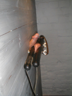 masterwalterblog:   The boi’s genitals in some devious bondage standing on the tips of its toes behind the wall. Master Walter 