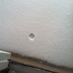 dynastylnoire:  How my cat feels about snowthe littlest nope ever