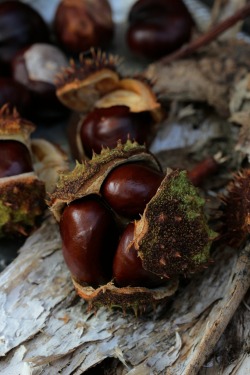 greenreblooming:  signs of season_chestnuts (aesculus hippocastanum) *photo 28 september 2015 