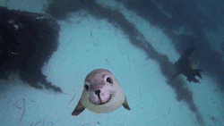 yeliw:  release-the-reins:  too-stoned-to-remember:  My dad is a diver, he used to dive with seals and he said that they would just play around you and basically they were just mermaid dogs   ITS SMILING  mermaid dogs 