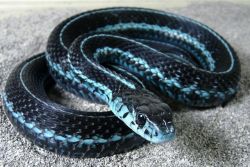 laysomeskinontheskatkat:  Puget Sound Garter Snake, is best known for it’s distinct bright blue scales. 