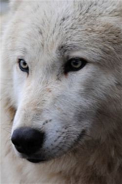 brutalgeneration:  TImber wolf by jibber11 on Flickr. 