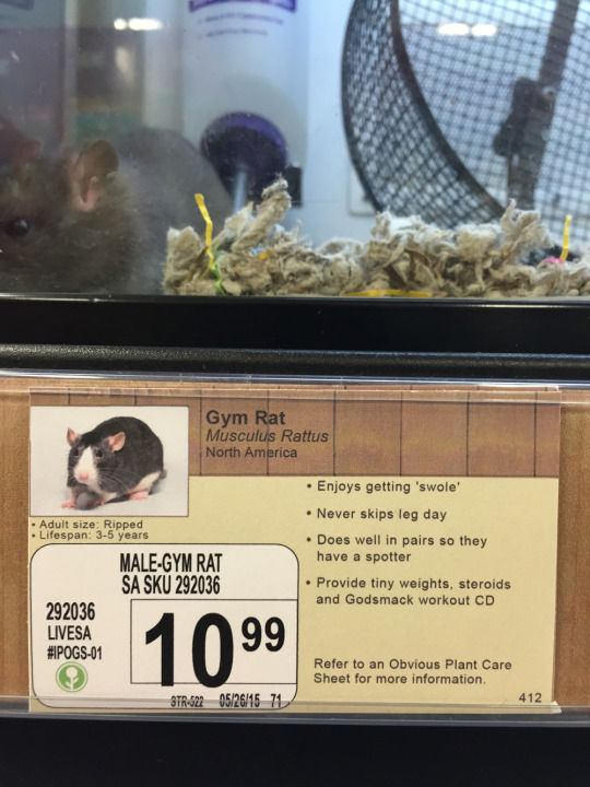 Here's how to liven up a boring pet store
