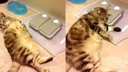 awwww-cute:  Put my fat cat on a diet and bought a feeder with a timer. Now this is how he waits patiently for dinner