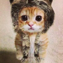 Oooohhh *-* #cats #gatti #cute #instacute #instagram #instalove #beautiful #dolcezza #amore #coccoloso