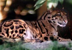 rhamphotheca:  Clouded Leopard Now Extinct in Taiwain :( by Doulas Main The Formosan clouded leopard, a clouded-leopard subspecies native to Taiwan, is now extinct, according to a team of zoologists.  “There is little chance that the clouded leopard