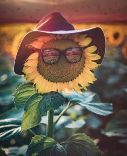 hippie-district-emr:  If this sunflower can be cool, you can be cool to🌻☮💕