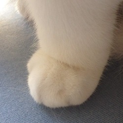 pussysista:  A very round cat hand
