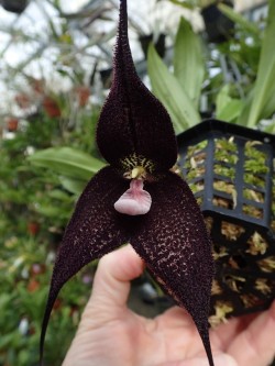 orchid-a-day:  Dracula roezliiSyn.: Masdevallia roezlii; Masdevallia chimaera var. roezlii; Masdevallia winniana; Masdevallia roezlii var. rubra et al.July 1, 2018 