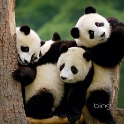 Huddle up for a group photo!!! #panda #cute #instagood #likeforlike #pandabear #asians #likes #funny #pandas #pandaexpress #instapandacool #bestoftheday follow for more awesome posts  Bonafidepanda.com