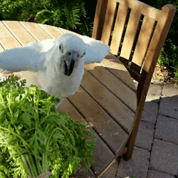 captain-cockatoo:carrots are best way to bathe