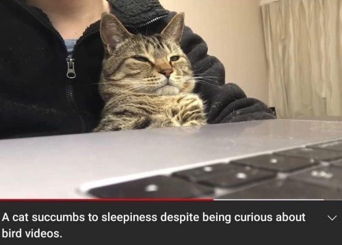 snake-and-mouse:Oh to be a little cat succumbing to sleepiness despite being curious about bird videos