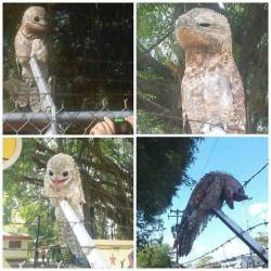 zombikki:  slightly-bovverd:  tangarang:  fullmetalbukkake:  lafix:  A very bizarre bird was photographed in Venezuela recently. Meet the Potoo, which is rarely seen in daylight. - Imgur NOPE  what the fuck is that  that looks like a god damn nightmare