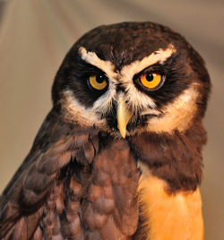 owlsday:  Spectacled Owl 