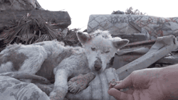 gifsboom:  A homeless dog living in a trash pile gets rescued. Video  this needs to happen a lot more