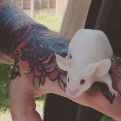 titstopsandtea:  painted-mice:  How amazing is this photo, my partners tattooed hand and my show winning mouse.  Those ears!  It&rsquo;s like a dumbo rat but a mouse 😍🐭