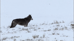 thatwanderinglonewolf:  Wolves Flirting. Gifs made from this video. 