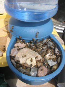 moonstonebeginning:  A great addition to your garden or back yard. - Bee watering station.  Bees need water just like we do but often times drown in open water. To make a bee watering station you can either do what is shown in the photo above and fill