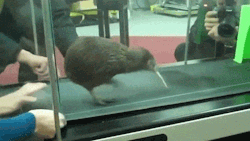 daddyscollection:  rocktopussy:  becausebirds:  Kiwi on a treadmill.  well you can tell by the way i use my walk i’m a flightless bird i can only walk  I had no clue Kiwis were that big. I always thought they were really small. Damn you loony tunes!