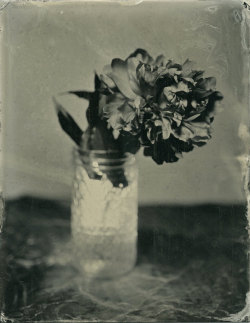 brookelabrie:  Peony Tintype{ lots of new tintypes available in my etsy shop ! }