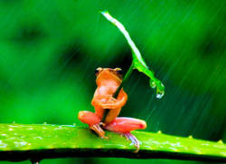 sabiasqque:  Una rana se protege de la lluvia