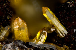 underthescopemineral:  Mimetite Pb5(AsO4)3Cl Locality:Chalk Mountain Mine, Chalk Mountain, Chalk Mountain District, Churchill Co., Nevada, USA   Field of View: 1.3 mm Several yellow mimetite crystals.Doug Merson photo and collection.     Mimetite, whose