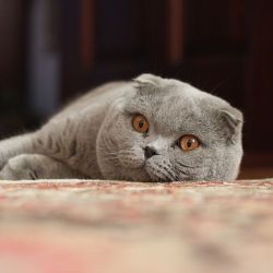 congenitalprogramming:purplekecleon:koryos:If you love Scottish fold cats, I’m going to tell you something you don’t want to hear. Please, please read on anyway. If you are considering adopting a Scottish fold, PLEASE continue reading. This information