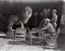 oblio24:  Filming of the MGM lion, which still opens every MGM film…1928 