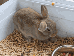 neonreef:  fawnandboy:  llttlesophie:  gifcraft:  Bunny falls asleep  bun didn’t actually fall asleep!! bunnies flop over like this when they feel safe and comfortable in their environment. they rarely stretch out and lay down because they’re prey
