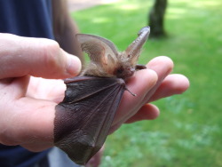 fresheatingzombie:  rootings:  pukakke:  little brown long-eared bat image source and more images here  NOOO  THIS IS SO CUTEEEEEE