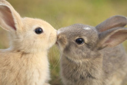 little-yuka:  dazyvibe:  dihsneys:  buns kissing  kissing buns   omg  aww omg 