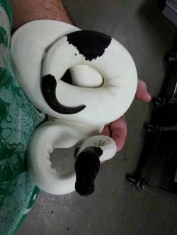 bonespanek:yoyodontgetittwisted:  Another Panda Ball Python  My god they are beautiful Thats dope as hell