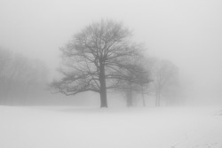 just-breezy:  Snow Fog by ~EvidencE~ 