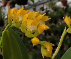 orchid-a-day:  Brassia andinaSyn.: Brachtia andina; Brachtia verruculiteraApril 1, 2019 