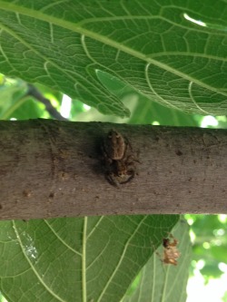 adorablespiders:  Spiders I encountered in Turkey and Greece :) jumping spiders and an orb weaver!