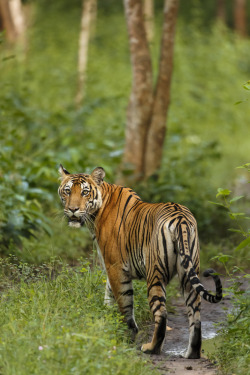 wowtastic-nature:  💙 Keep off my back ! on 500px by Nitin Vyas, Bangalore, India☀  Canon EOS 5D Mark III-f/6.3-1/125s-600mm-iso1600, 3840✱5760px-rating:88.9◉  Photo location: Google Maps    “That’s all folks!”