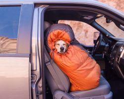 imtookeen:  touchmytentacles:  lace–and–bones:  conflictingheart:  Photographer Takes His Rescued Dog Maddie On Epic Adventures    I just sighed so hard  What a beautiful life this dog has.  whY IS THE DOG BEHIND THE WHEEL 
