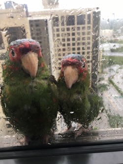 viralthings:A couple of parrots sheltering from Hurricane Irma on the edge of the 22nd floor window