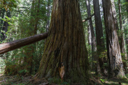 openbooks:”Making friends with a Giant”Susie in Humboldt Redwoods State Park, CA. September 2015.