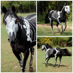 archiemcphee:  Artist Sandy Cramer of Knot Just Rope in Rockbridge, Ohio, spent 2.5 hours with water-based white paint, a brush, and a Vet Tech anatomy book as a reference in order to transform her horse Raven into the awesome Skeleton Horse you see here.