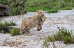 radfemale:  amroyounes:  Lioness saves her cubs from flood waters  Females are so brave