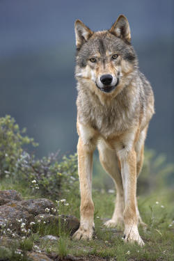 beautiful-wildlife:  Gray Wolf, North America by Tim Fitzharris 