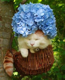 cuteness-daily:  Cats With Flower Crowns! 