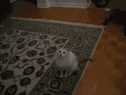 exhibitionistatheart:  validatemyselfhate:  biliouskaiju:  My new favorite gif set.   how do cats stay alive for more than three seconds  Looove ❤️