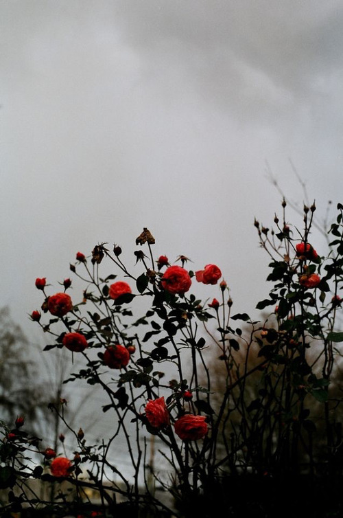 love red tumblr hipster Grunge dark flower flowers colour rose red ...
