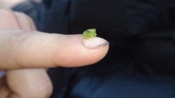 zubat:  justbmarks:  Tiny Frog - Amazon Rainforest, Peru  This frog has absolutely no business being this tiny. 