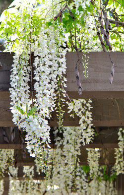 blooms-and-shrooms:  White Wisteria by Big sis 4C 	  	 						 			       
