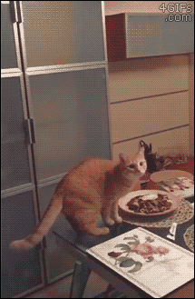 ohgod-awesome-posts:OH GOOD GOING CAT